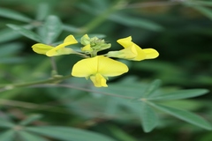 Crotalaria quinquefolia